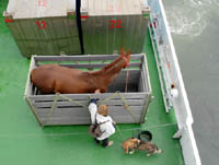 Pferd auf der Fähre nach Baltrum