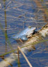 Blauer Moorfrosch